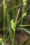 Pine barren sedge